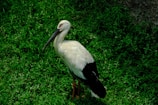 A close-up of a stork standing gracefully in a lush green garden.