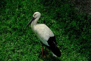 A close-up of a stork standing gracefully in a lush green garden.