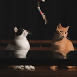 Two cats are sitting and looking up with attention. The cat on the left is mostly white with black patches, while the cat on the right is a ginger tabby. They are focused on a dangling toy that includes feathers and colorful balls.
