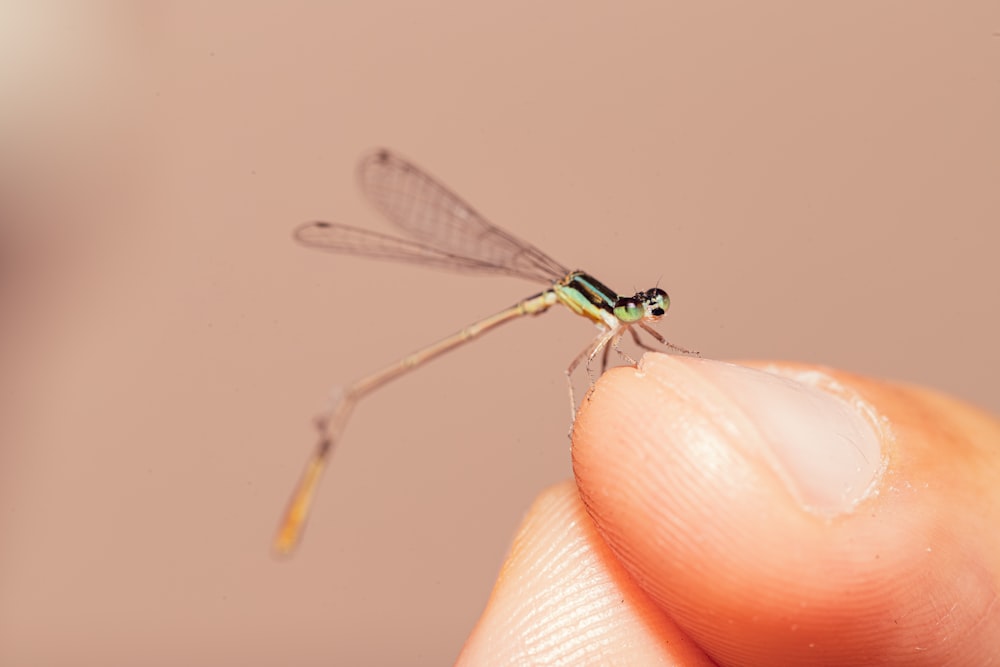 a small insect sitting on top of a persons finger