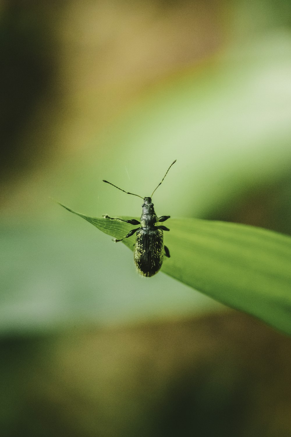 a bug sitting on top of a green leaf