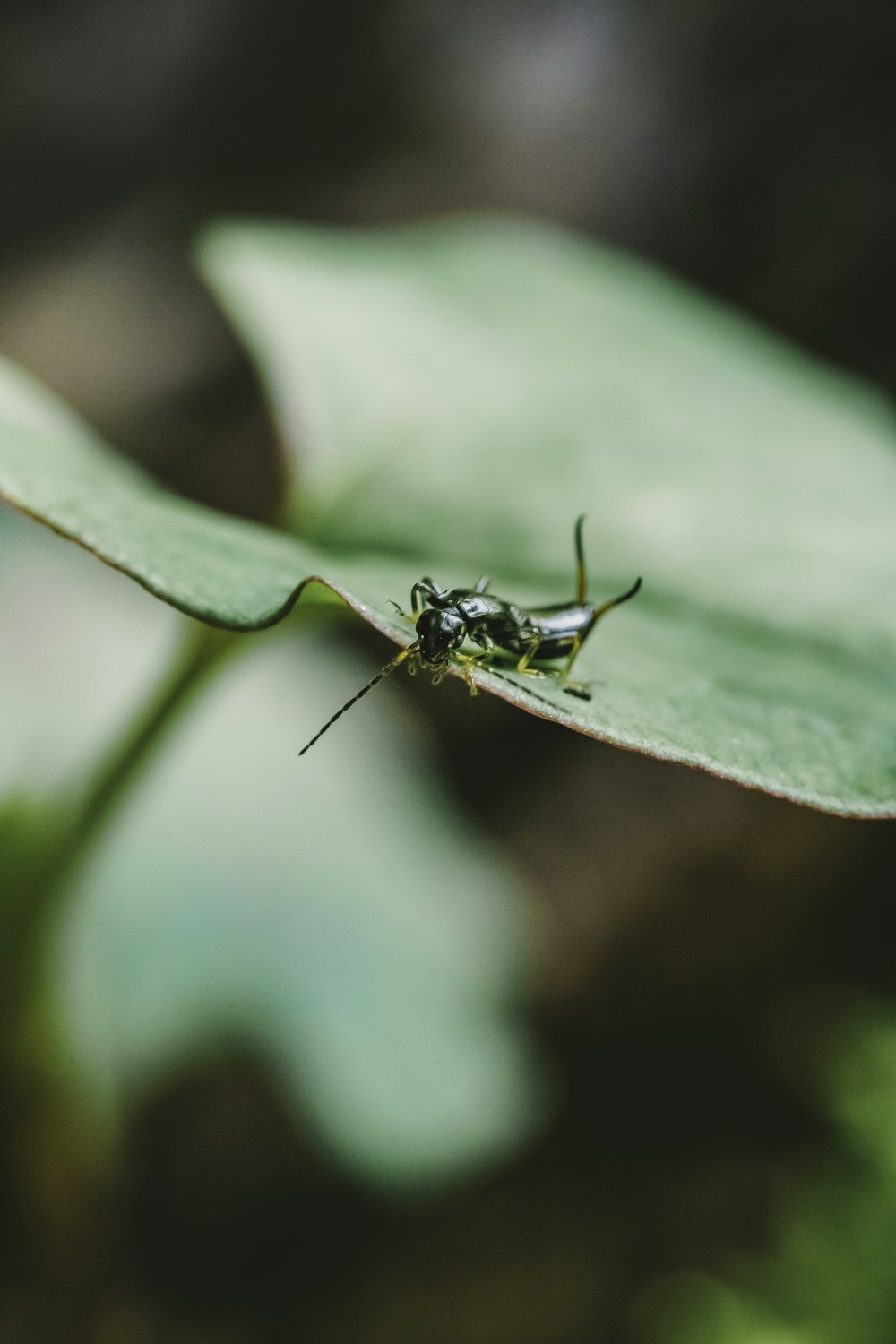 a close up of a bug on a leaf