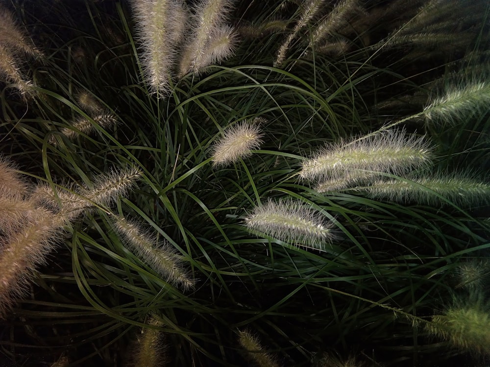 a close up of a bunch of grass