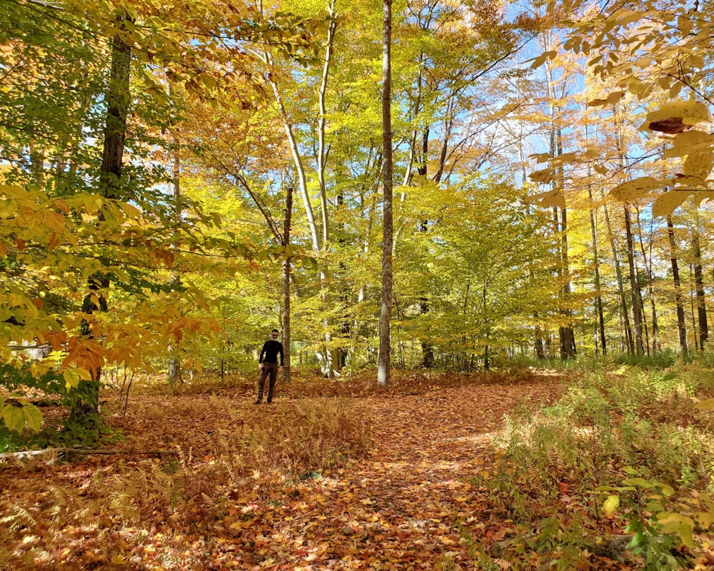 a person walking through a forest in the fall