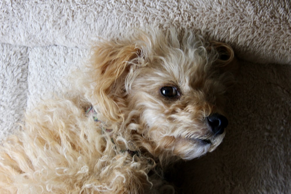 a small dog laying on the floor looking at the camera