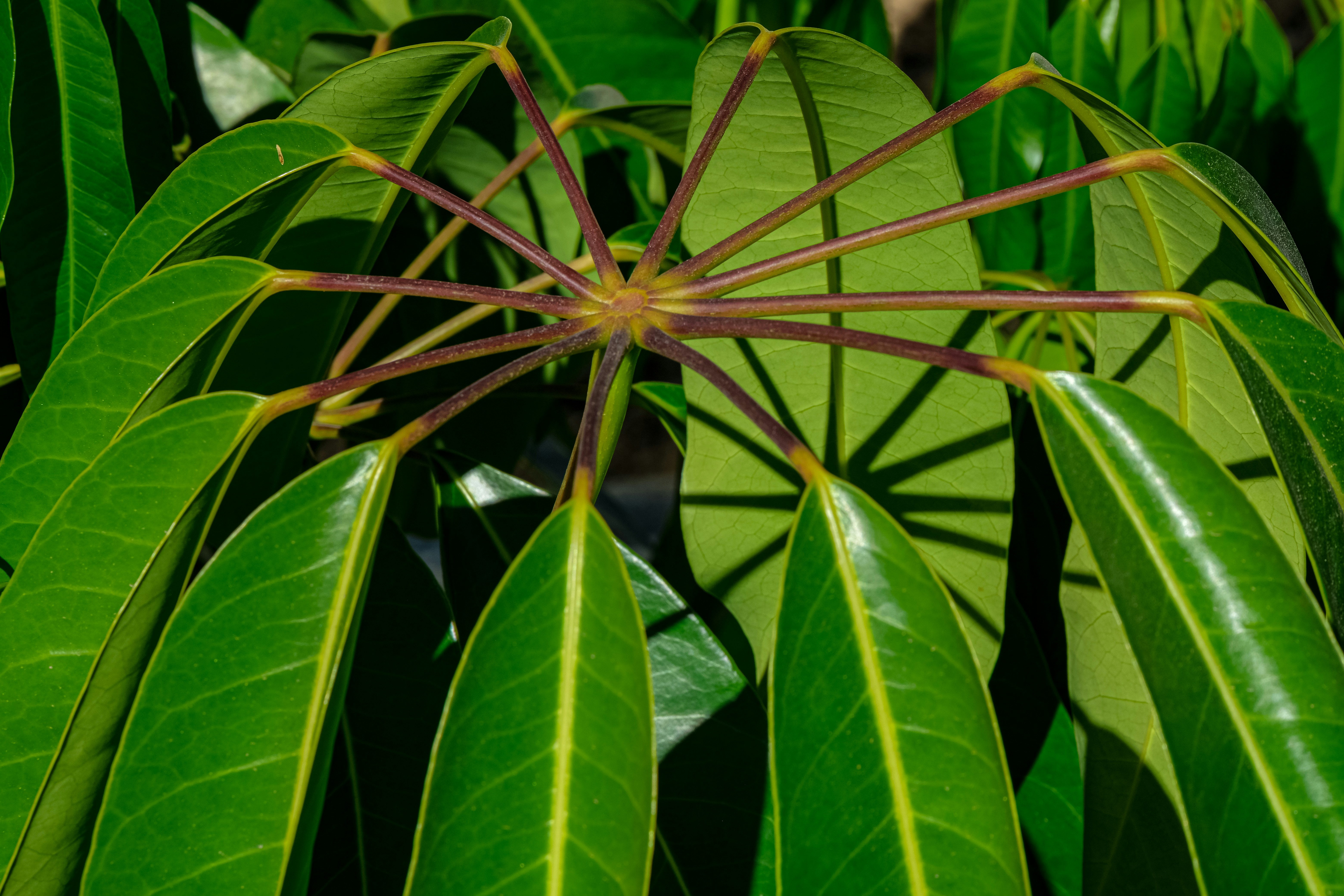 a close up of a green leafy plant