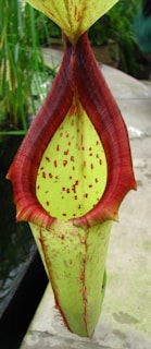 A vibrant close-up of a carnivorous pitcher plant with dew drops glistening in the sunlight.