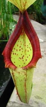 Close-up of vibrant carnivorous plants in natural light
