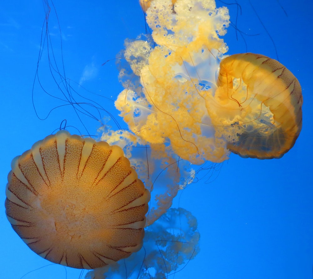 a group of jellyfish floating in the water