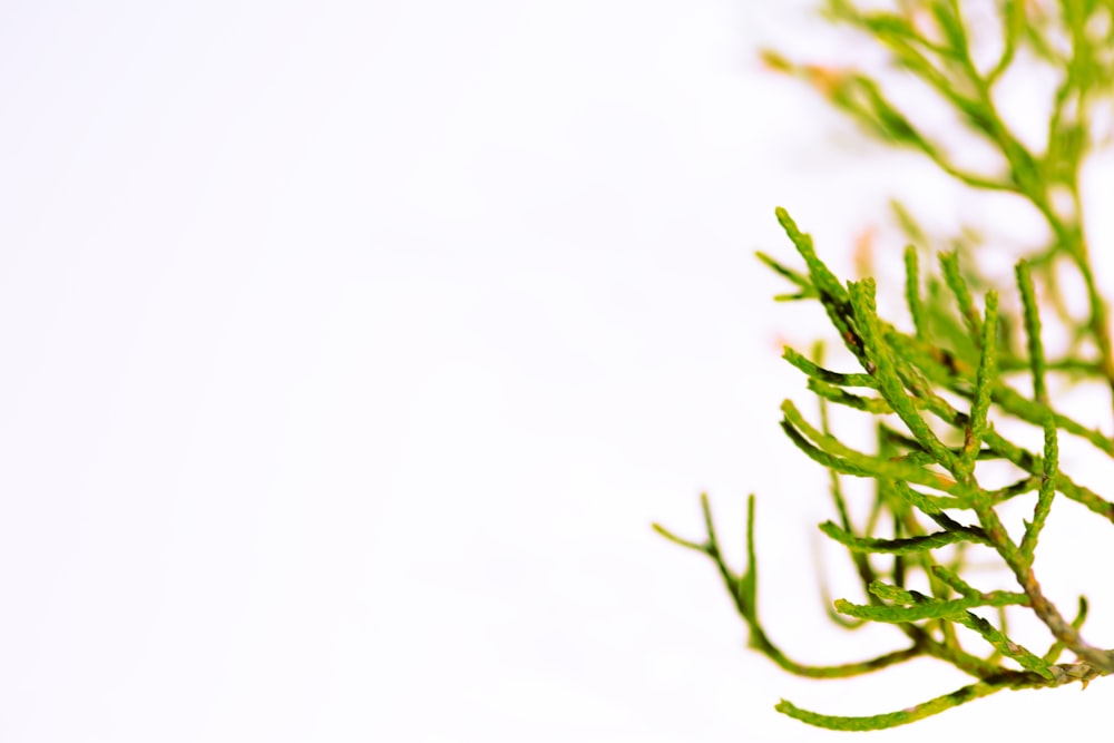 a close up of a green plant on a white background