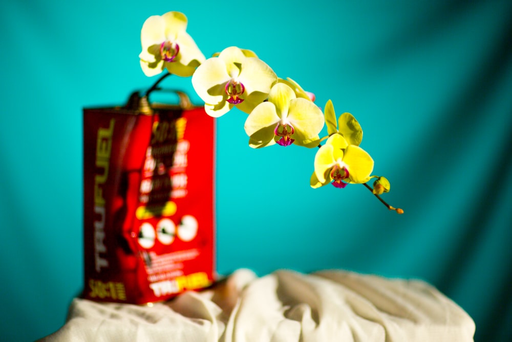 a box of pills and a flower on a table