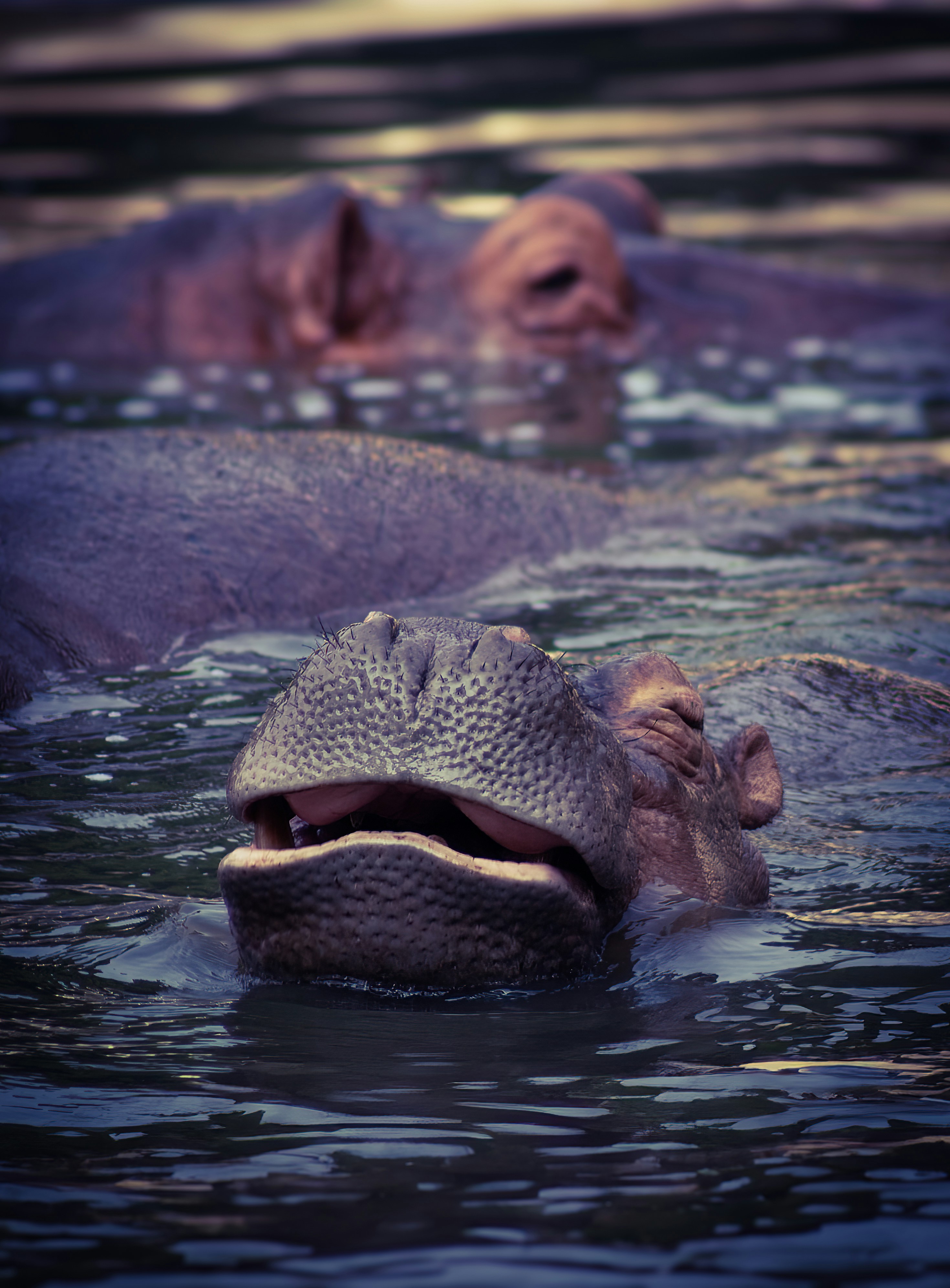 a hippopotamus swimming in a body of water