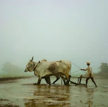 A farmer guiding visitors through lush green fields at Bajind.