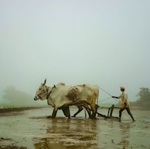 A farmer guides a pair of oxen through a muddy field, likely preparing the land for planting. The scene is enveloped in mist, creating a serene and tranquil atmosphere. The farmer is wearing a turban and traditional clothing, while the oxen appear to be strong and sturdy.