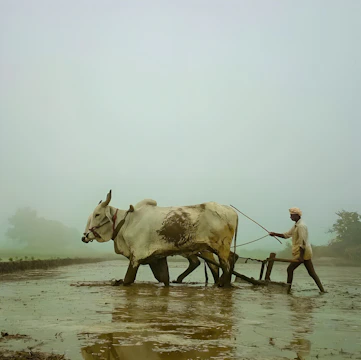 A farmer guiding visitors through lush green fields at Bajind.