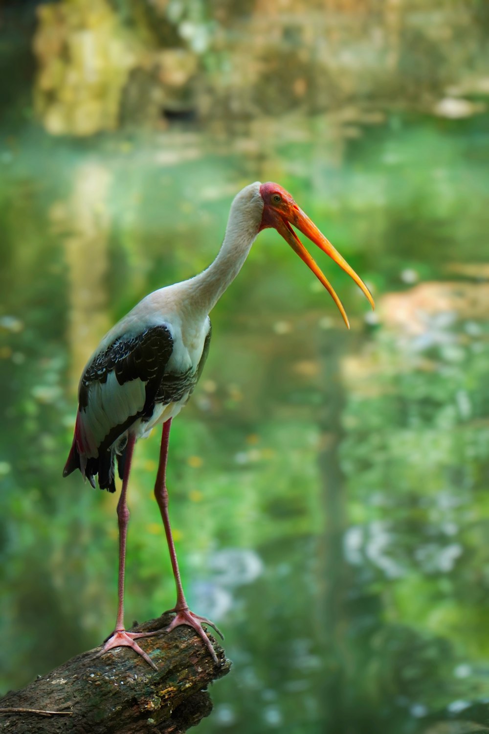 a bird with a long beak standing on a log