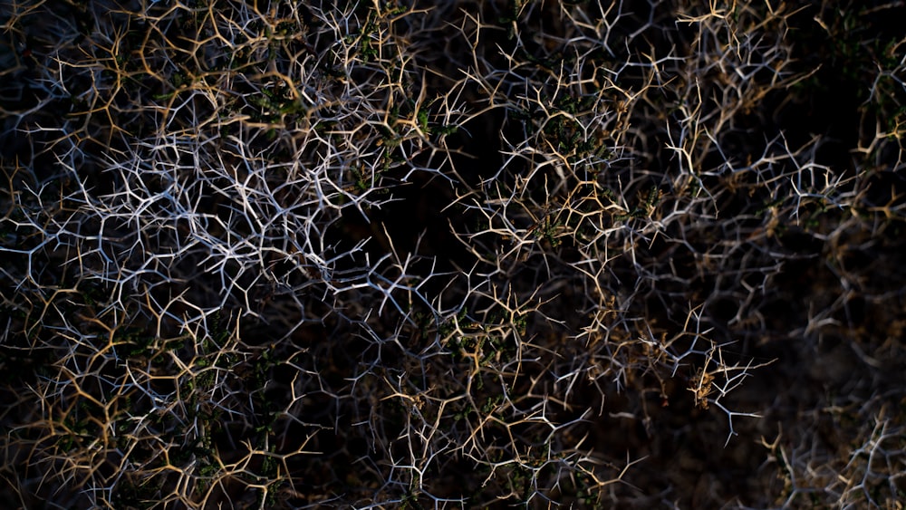 a close up of a tree with no leaves