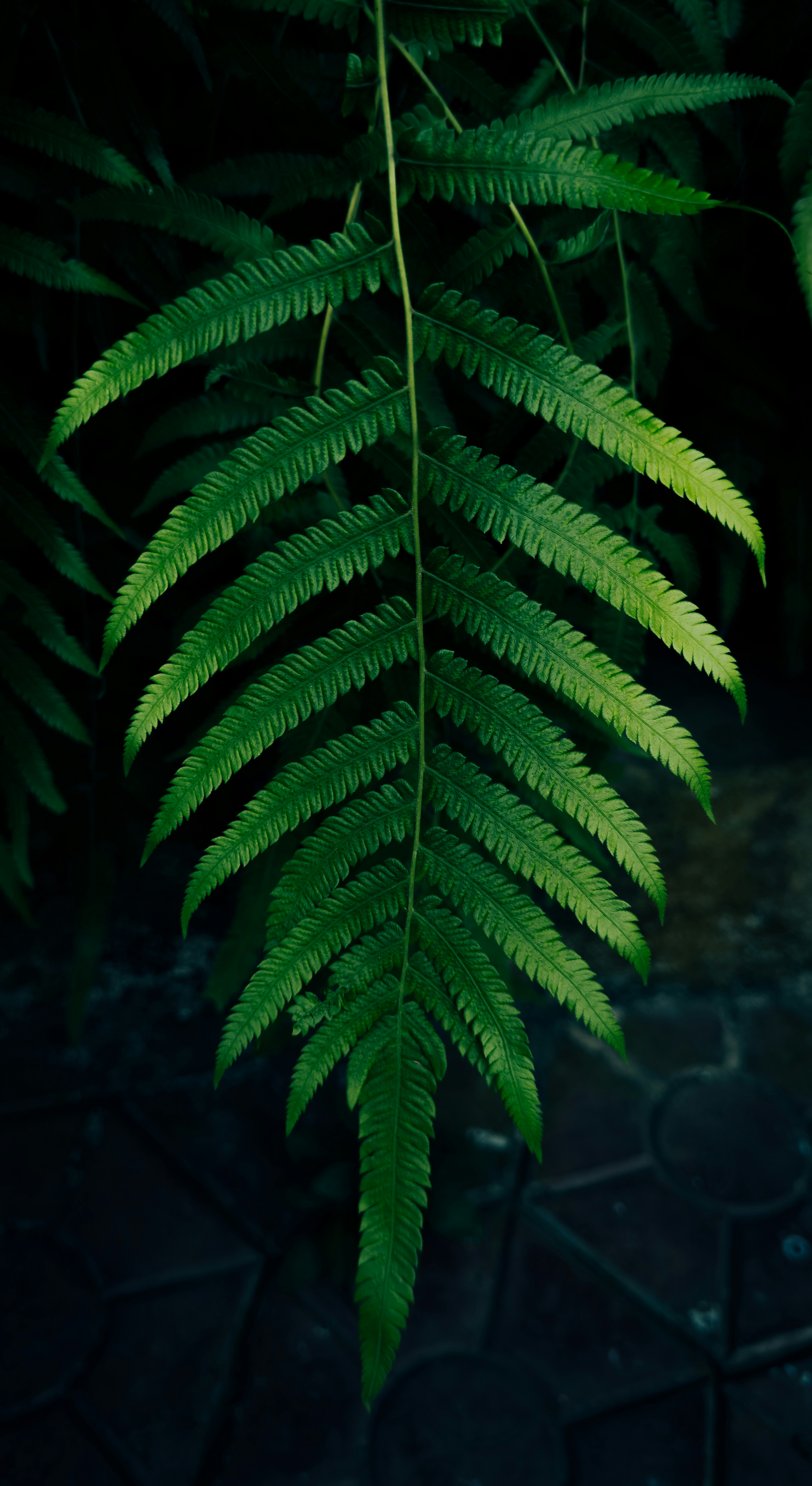 a close up of a green plant with leaves