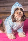 A small dog is wearing a blue knitted sweater and hat, sitting on a bright pink surface. The dog has long, fluffy fur and looks attentively upward. The background consists of a wooden-textured wall.