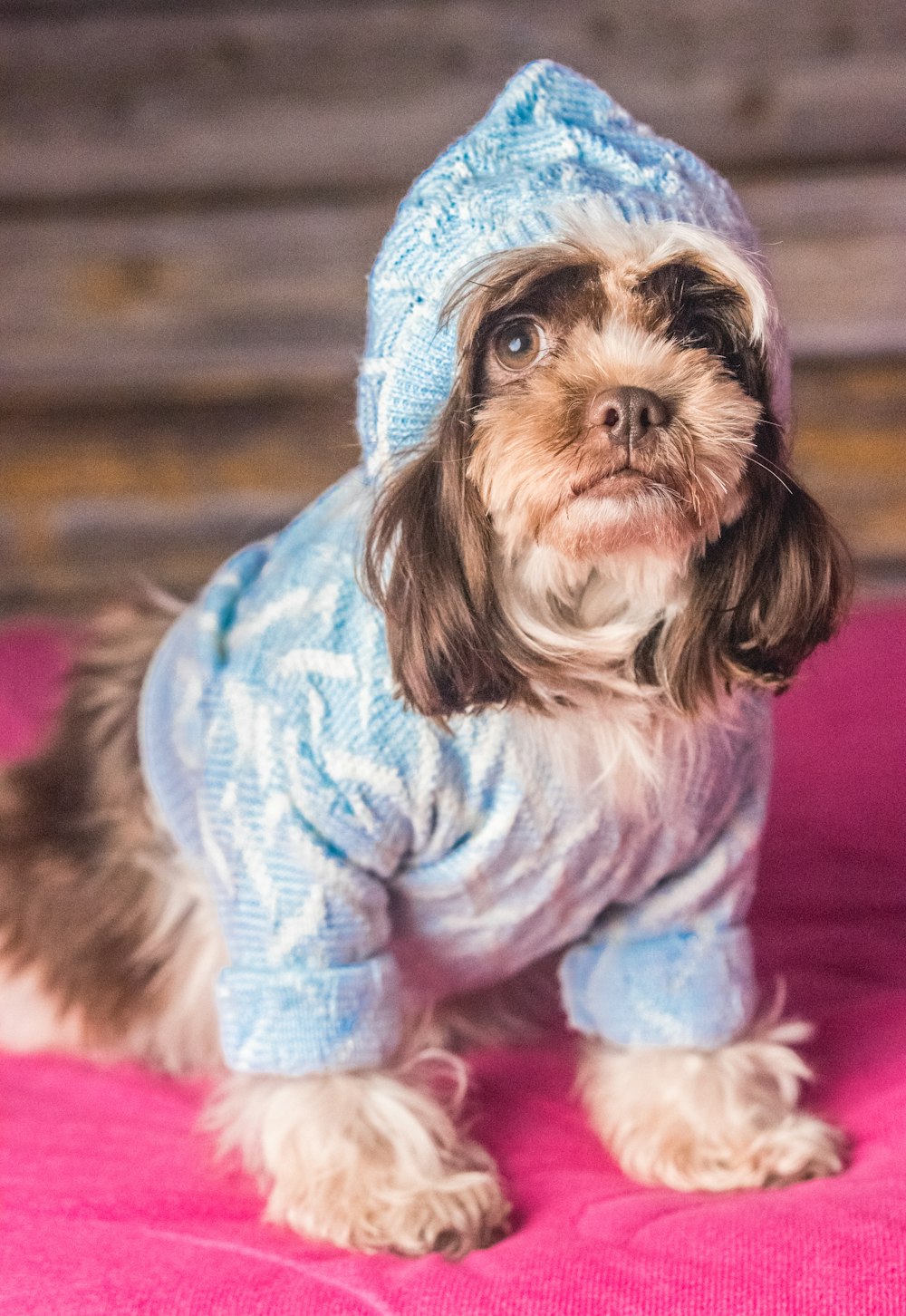 a small dog wearing a blue sweater and hat