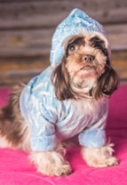 A small dog is wearing a blue knitted sweater and hat, sitting on a bright pink surface. The dog has long, fluffy fur and looks attentively upward. The background consists of a wooden-textured wall.