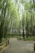 a path through a bamboo forest with lots of tall trees
