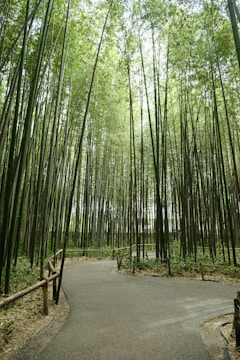 a path through a bamboo forest with lots of tall trees