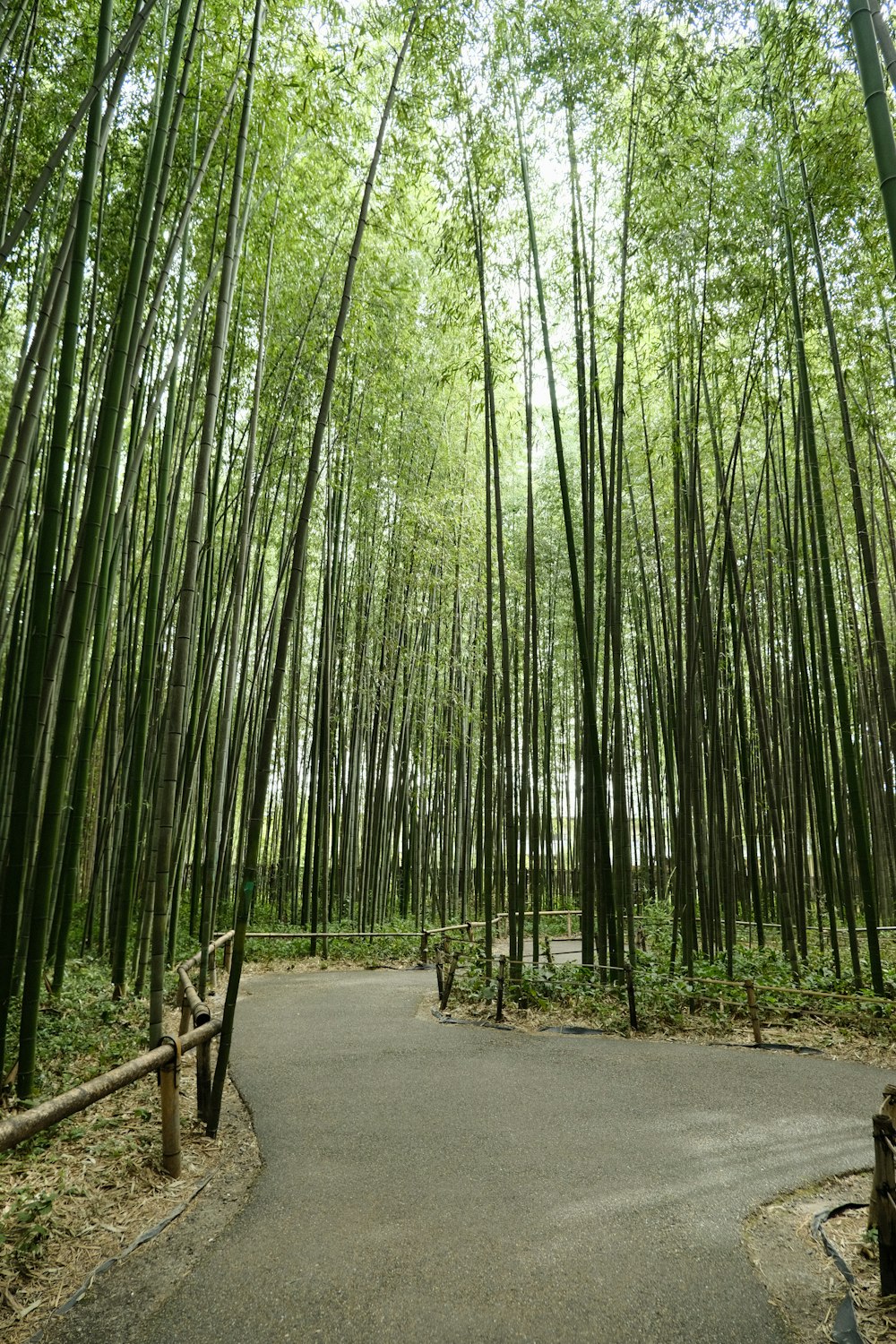 a path through a bamboo forest with lots of tall trees