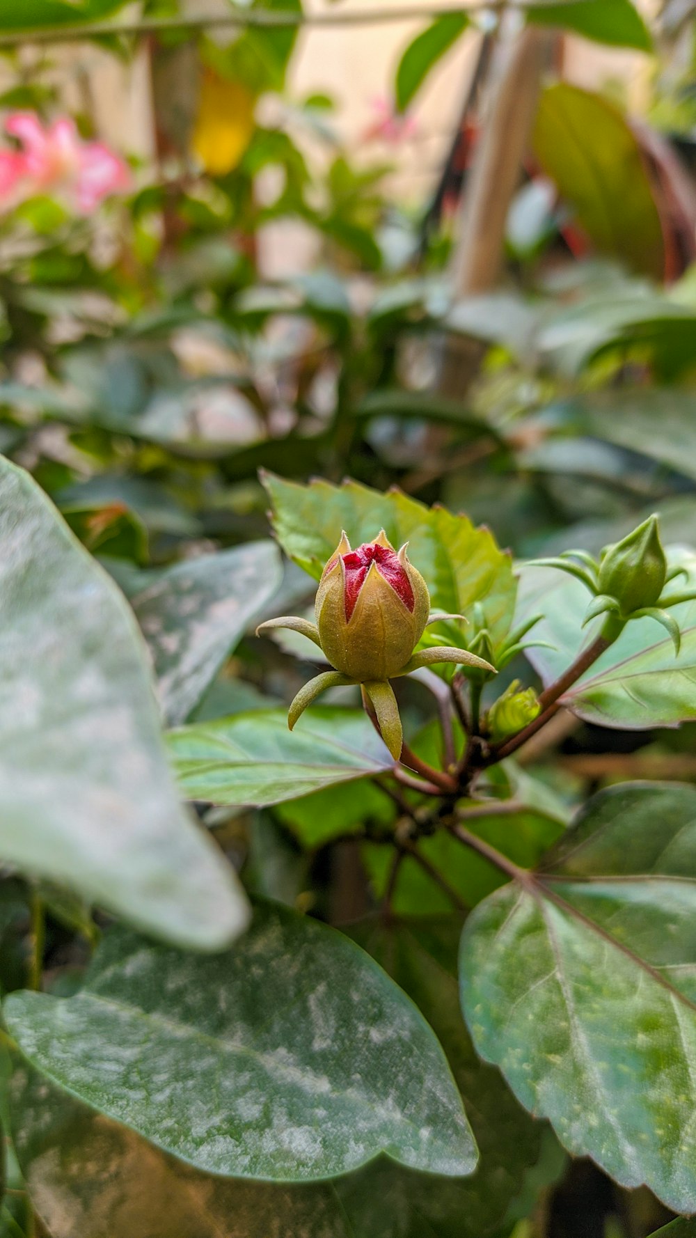 a close up of a flower on a plant