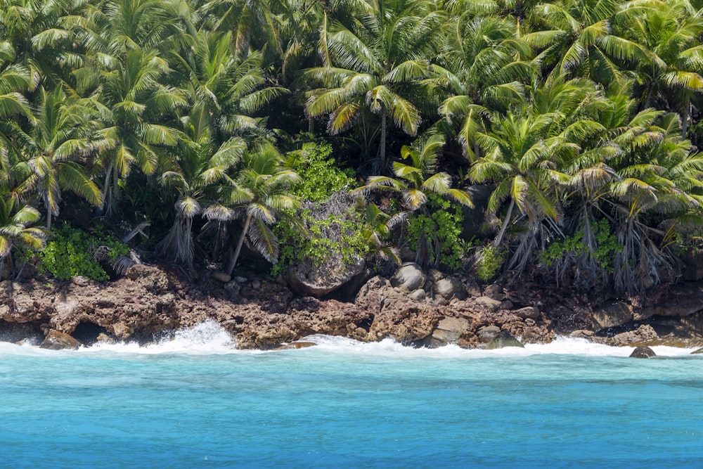 a group of palm trees next to the ocean