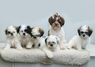 a group of small dogs sitting on top of a table