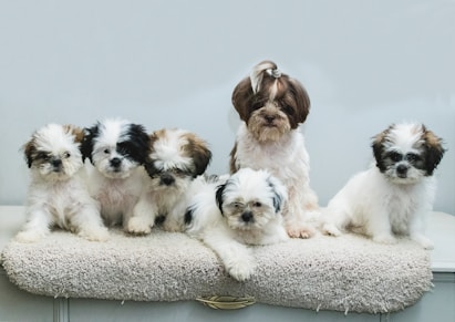 a group of small dogs sitting on top of a table