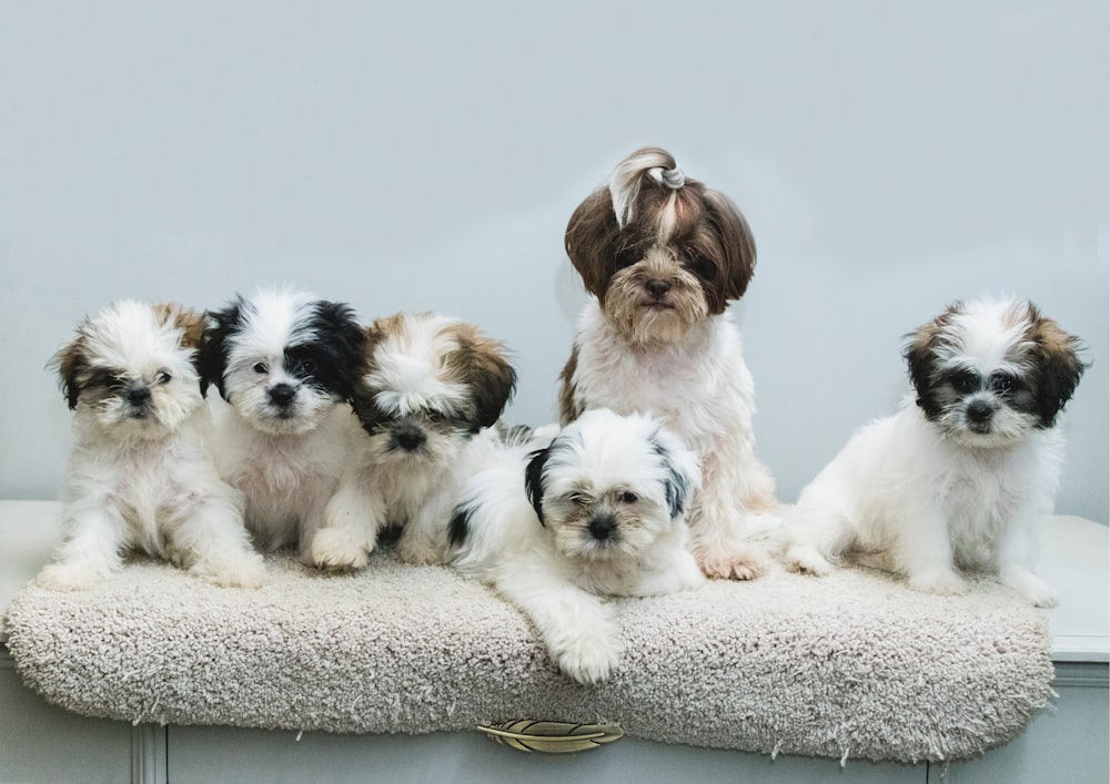 un gruppo di cani di piccola taglia seduti sopra un tavolo