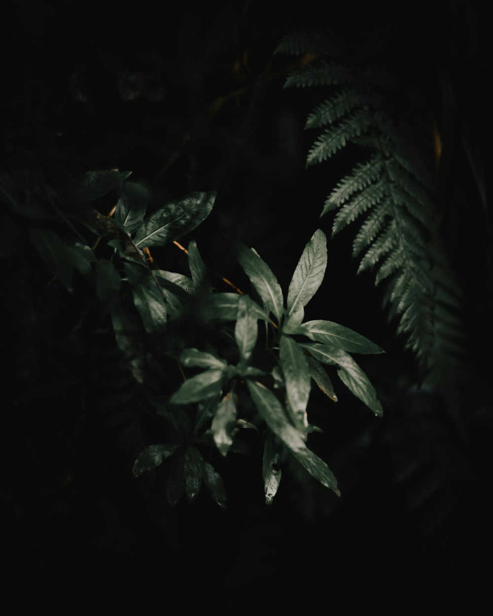 a plant with green leaves in the dark