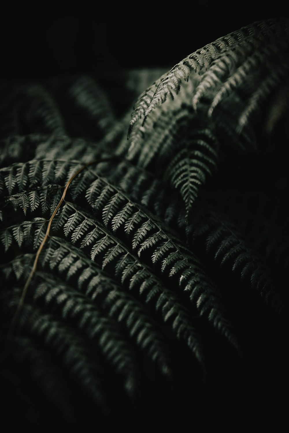 a close up of a fern leaf in the dark