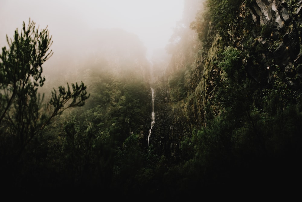 a foggy forest with a waterfall in the distance