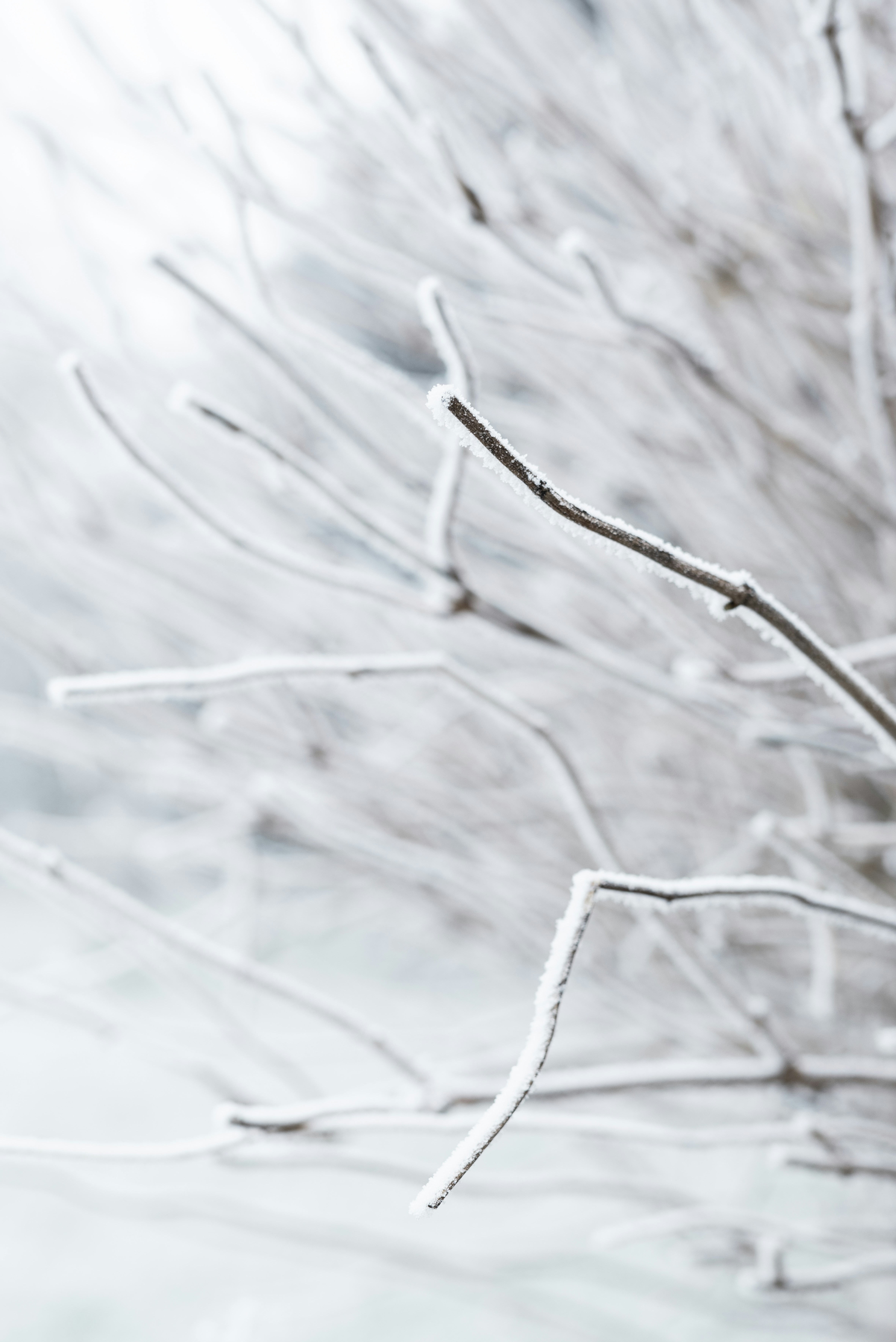 Photo by lauraadaiphoto