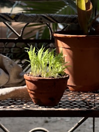 A terracotta flower pot with breathable texture, holding vibrant green plants on a sunny patio.
