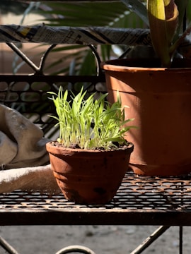 A small terracotta pot filled with bright green young plants sits on a metal mesh surface. Sunlight illuminates the delicate leaves, creating a vibrant contrast against the earthy hues of the pot. Nearby, a larger pot and a piece of cloth are partially visible, adding layers to the composition.