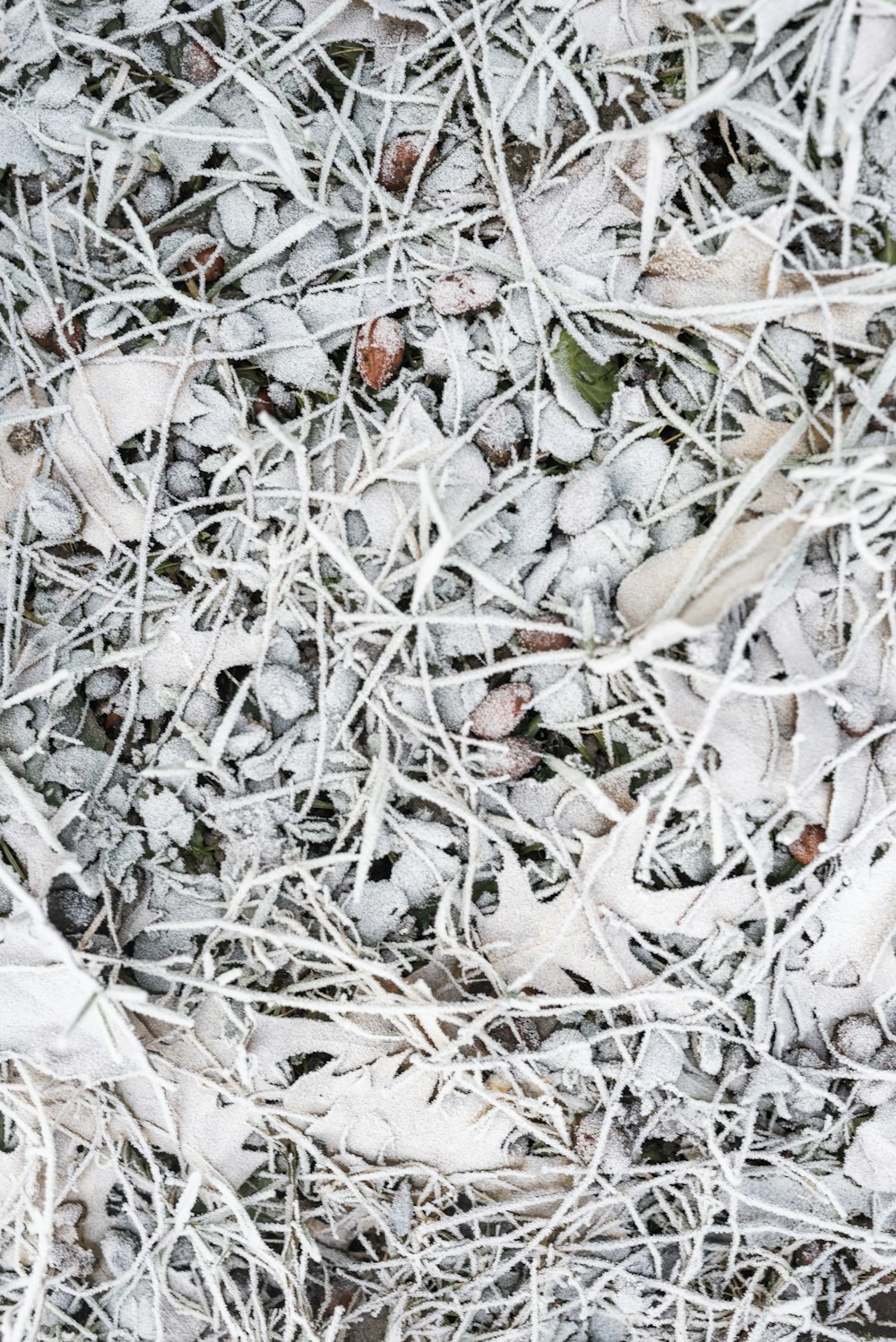 a bird is standing on the ground covered in snow