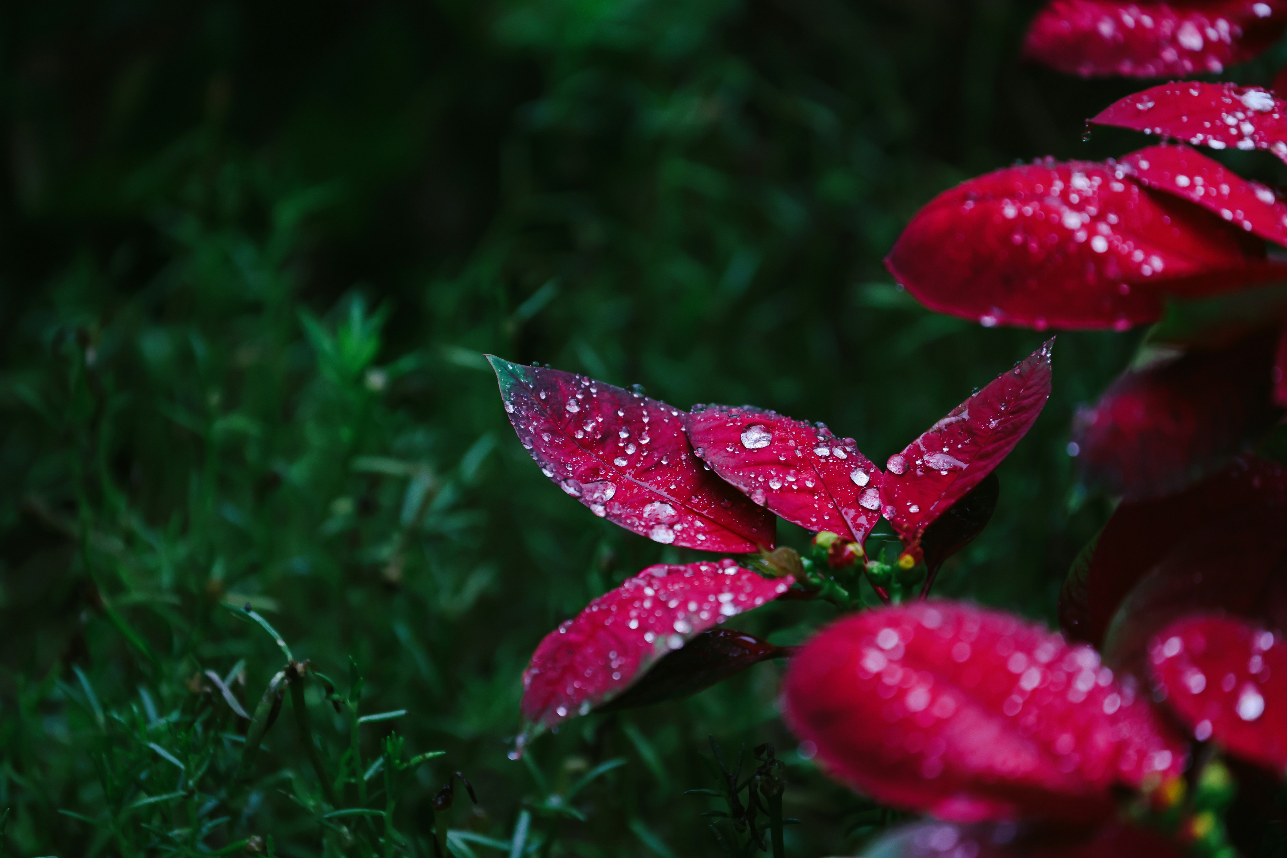 Photo by dickenslin76