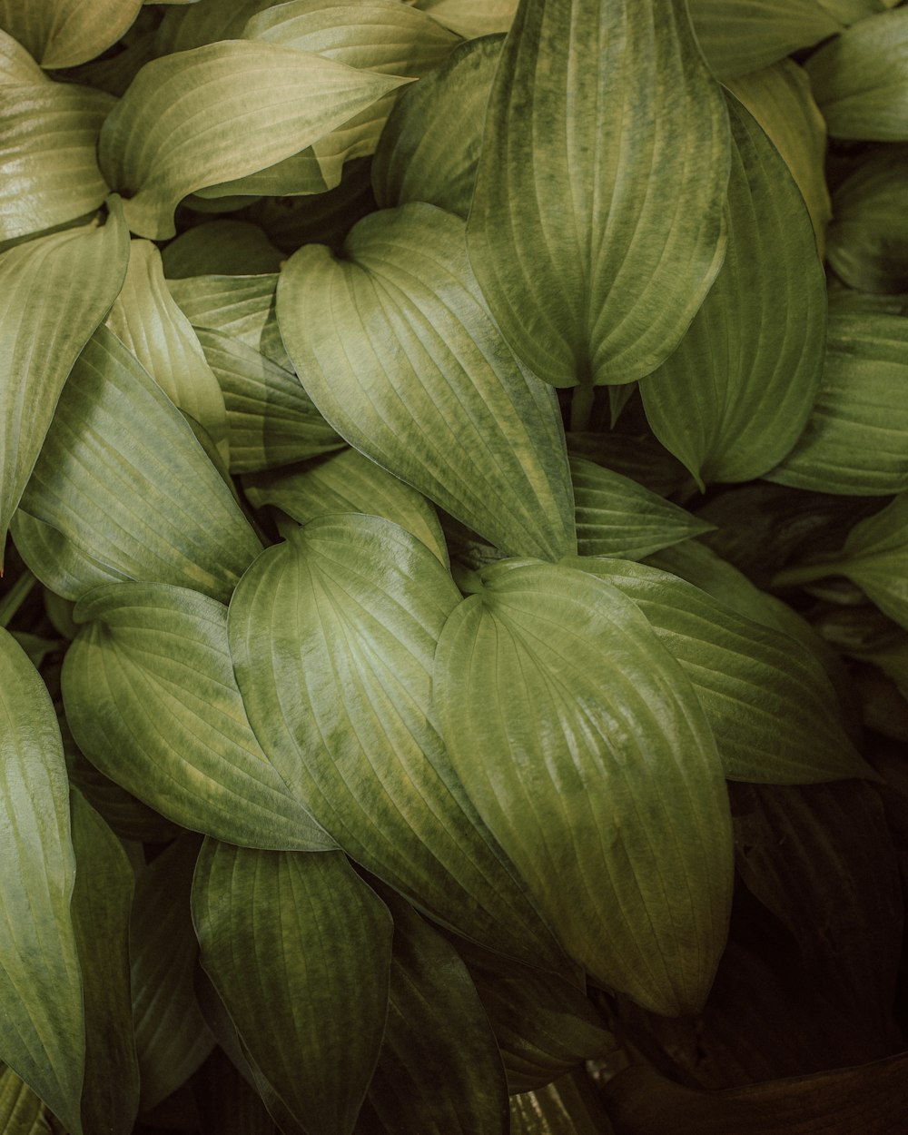 a close up of a bunch of green leaves