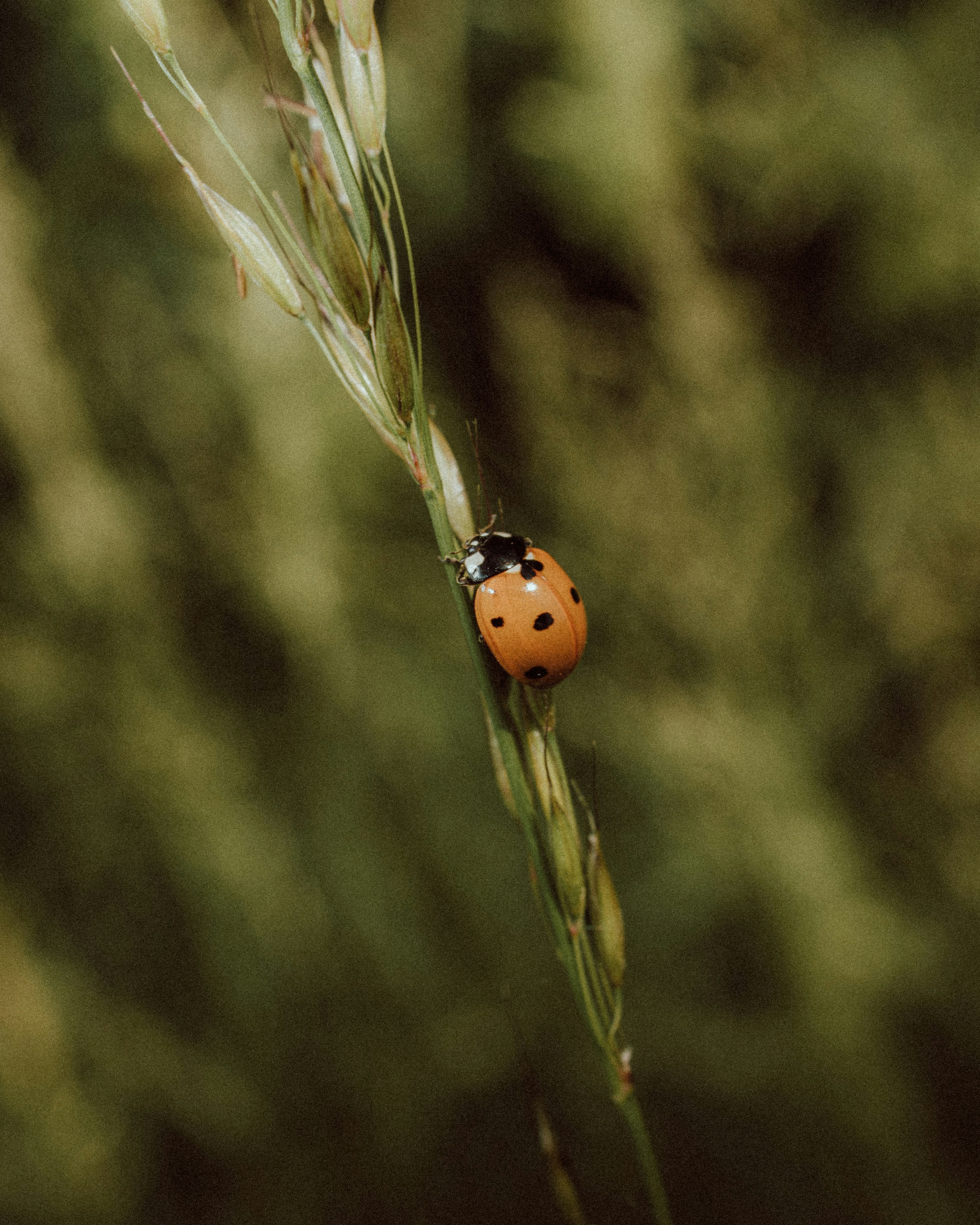 Photo by vadym_chumak