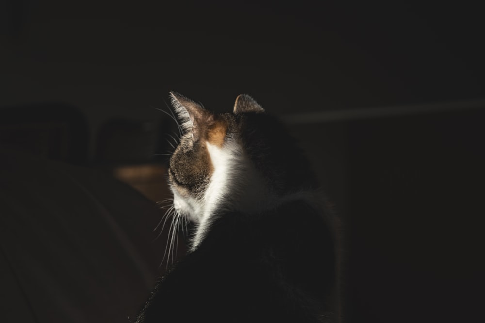 a cat sitting on a couch looking out the window