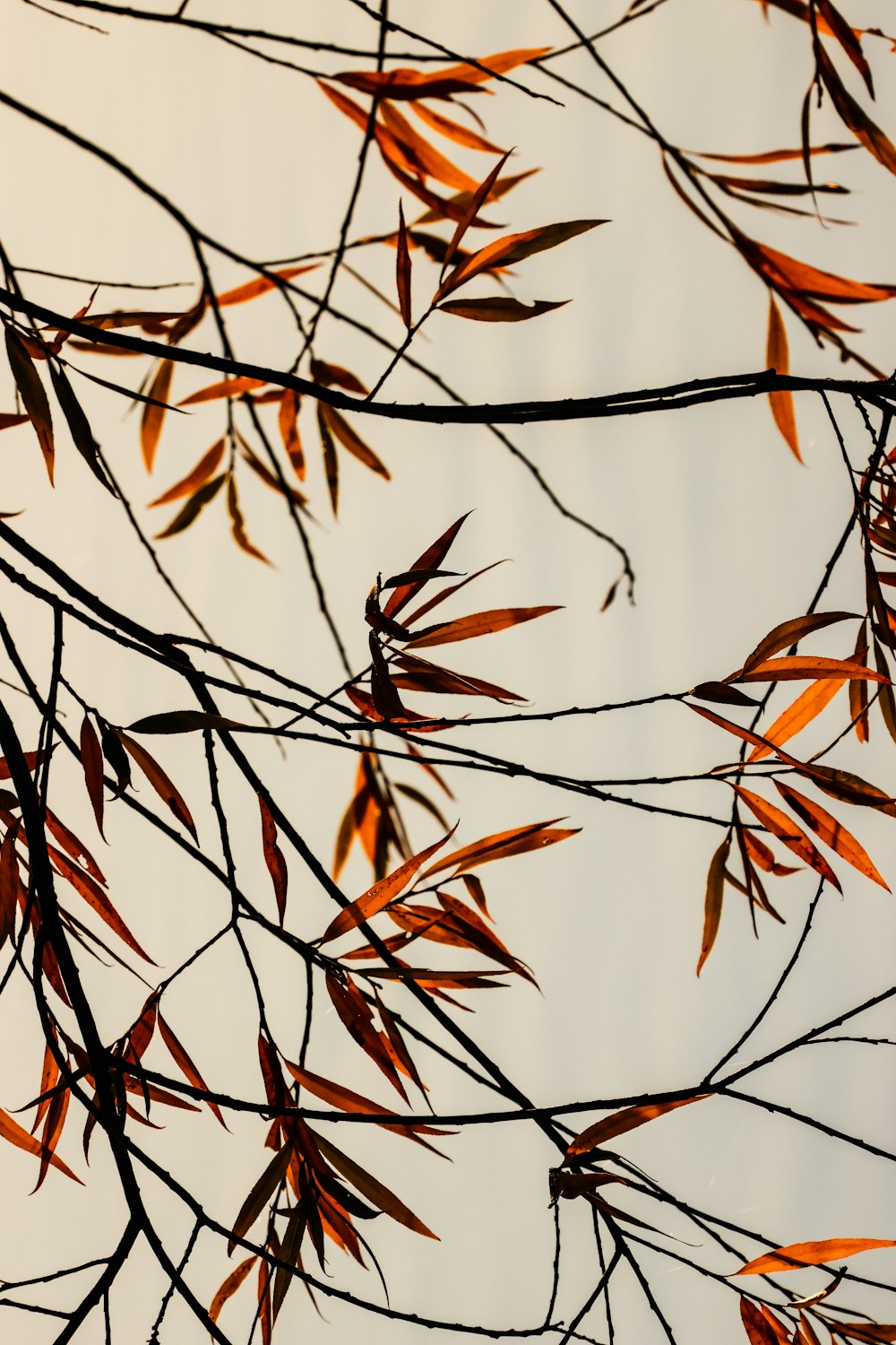 the branches of a tree with orange leaves