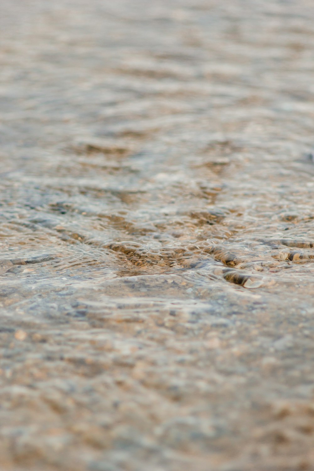 a bird is standing in the shallow water