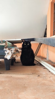 A black cat sits calmly on a concrete surface under a makeshift shelter. The area around it is cluttered with stacks of cardboard, some partially torn, and there are metal beams supporting the structure. The walls are painted in a peach color, and the overall scene has a sense of untidiness.