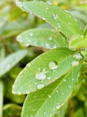 Close-up of fresh green leaves glistening with morning dew, symbolizing natural purity.
