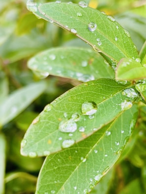 Close-up of fresh green leaves glistening with morning dew, symbolizing natural purity.