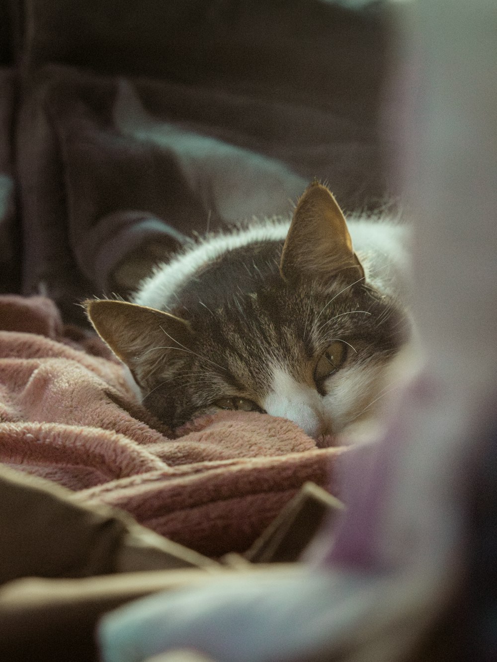 un gato que está acostado sobre una manta